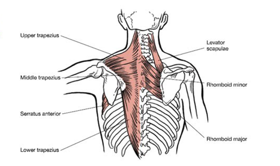 Trunk discount stabilizer muscles